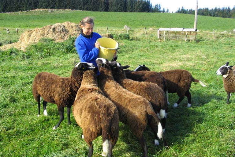 sheep Feeding sheep on a house sit