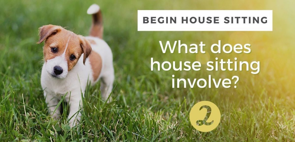 what-is-house-sitting-for-dogs