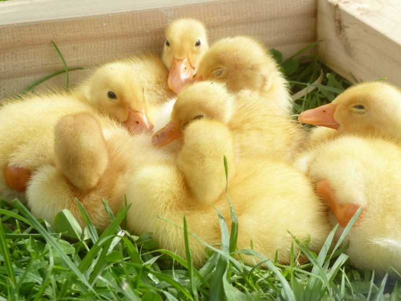 Taking care of ducks at home on a pet sit